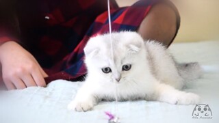 True Friendship of kittens and children. What a beautiful and cute video!
