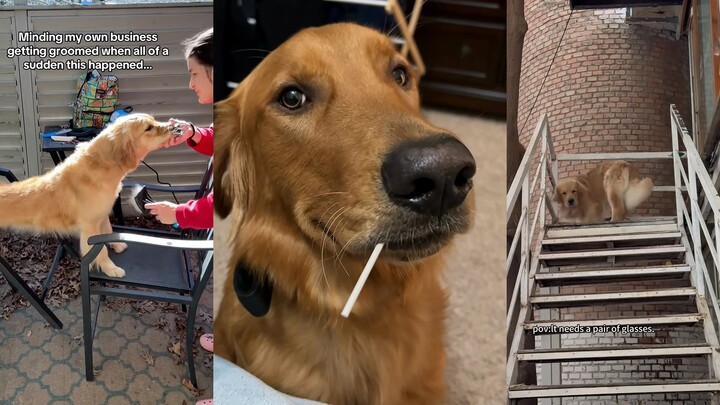 Dog: Too smart—has a lot of thoughts!
