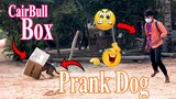 Biggest Box vs Prank Sleep Dogs Very Funny Surprise Scared Reaction   Must Watch Most Funny Video