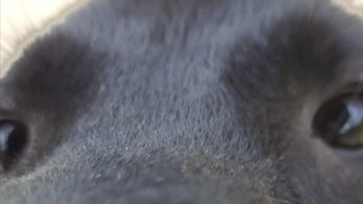 Saat sedang berjalan, aku bertemu dengan seekor anjing peliharaan tetangga yang sedang mendaki bukit