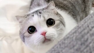 Mèo con lắc đầu để rũ bỏ phiền muộn ra ngoài~