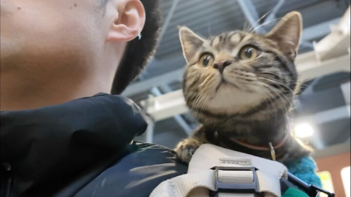 Immersive journey bringing 2 cats home from Hokkaido