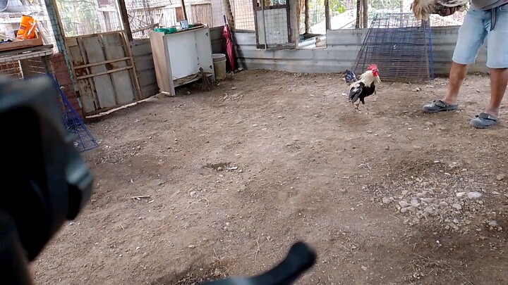 my personalized line Regular Grey Brood stag..