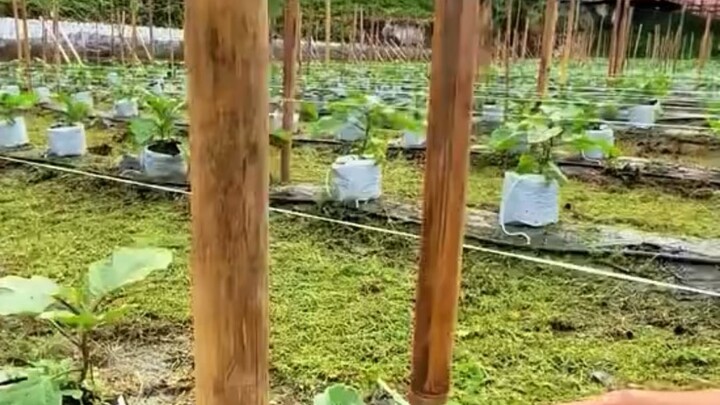Agro life in Malaysia #reelsvideoシ #NewsUpdate #agriculture #everyone #followers #farming #malaysia