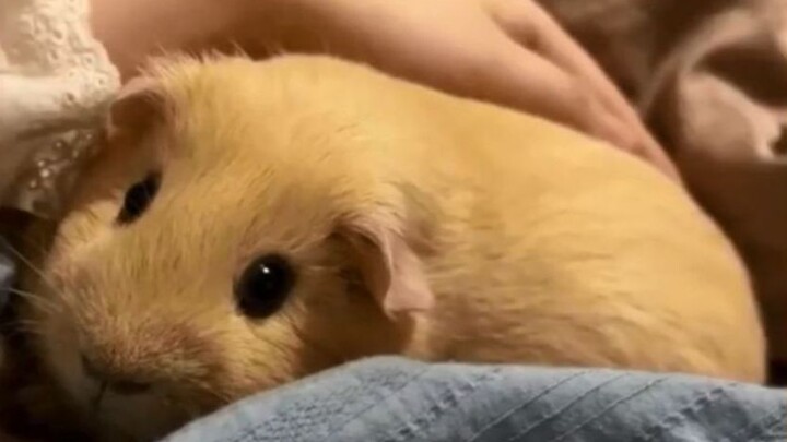 Apakah marmut memang terlahir dengan wajah yang manis dan penurut? 【Marmut Menggemaskan】