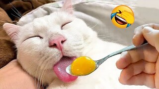 New Funny Videos 2023 😍 Cutest Cats and Dogs 🐱🐶 Part 231