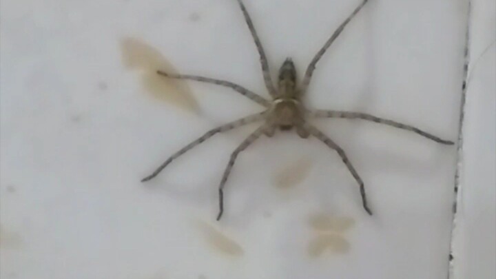 c pinunong spider