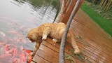[Pecinta Kucing] Kucing yang sedang menangkap ikan