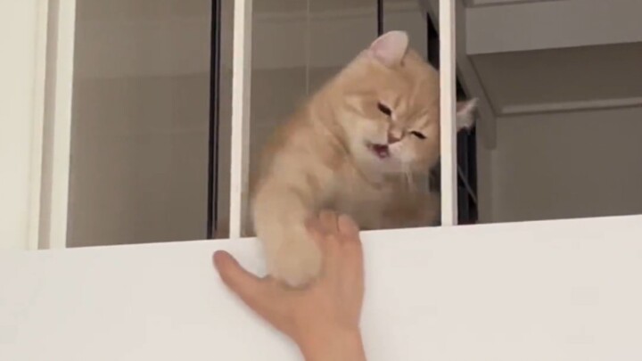 แมวสองมาตรฐาน (เวอร์ชันเสียงต้นฉบับ)