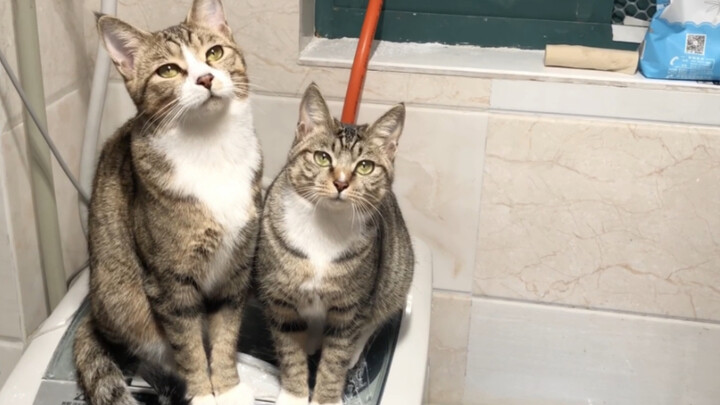 Every time I wash my face, brush my teeth, or use the restroom, there are two cats squatting right b
