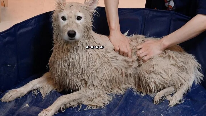 Làm thế nào để biến một chú chó Samoyed thành một con dê đen? hhh