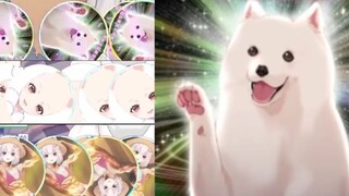 [Snow Fox] Samoyed: This Samoyed is so cute, I want to use it as my avatar