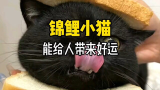 "Have you ever heard of a kitten that brings good luck?"