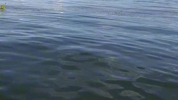 cat lovers at the shorelake of taal.