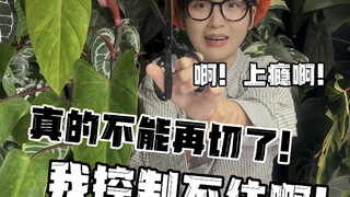 هوس خاص لدى عشاق النباتات! حقًا لا يمكنني التقطيع أكثر من ذلك！！！！