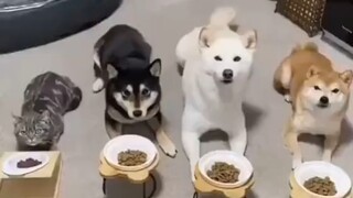 Gradually become a dog