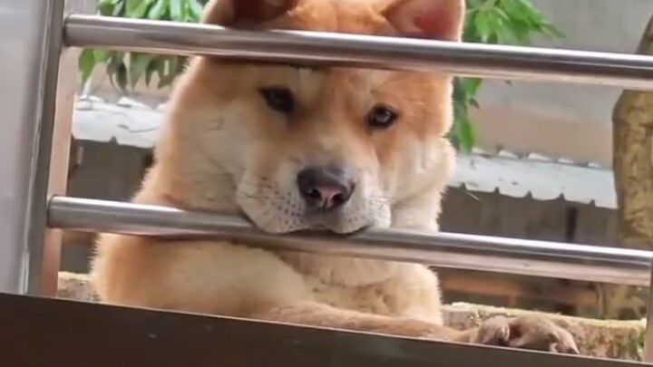 Anjing kuning besar di rumah paman