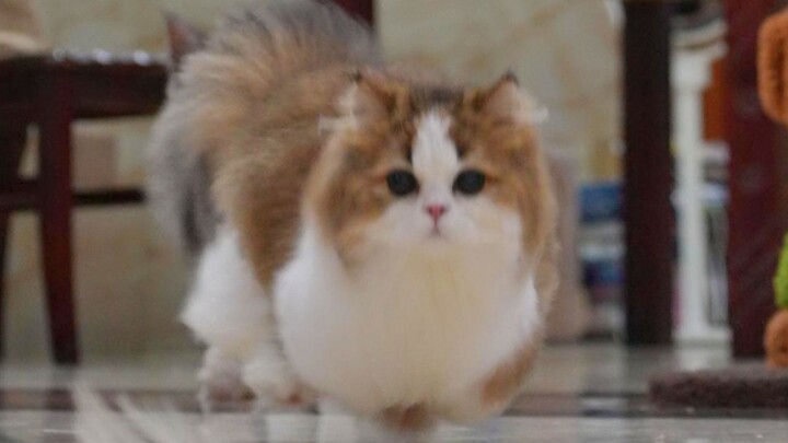 Seberapa besar perbedaannya antara kucing cebol dan kucing Maine Coon yang berusia sama?