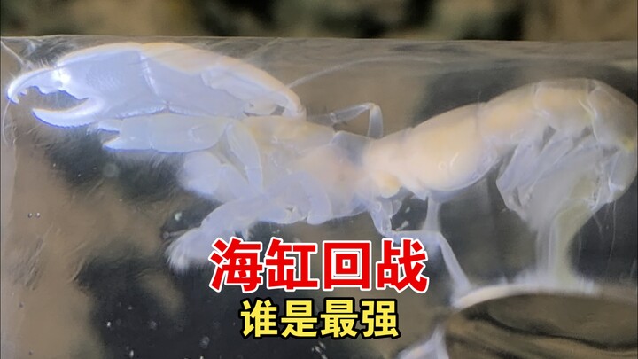 恐怖，被腰斩了
