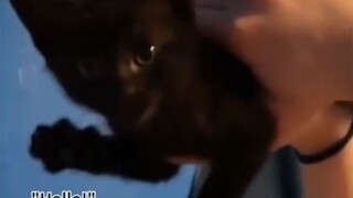 The kitten says hello to you!