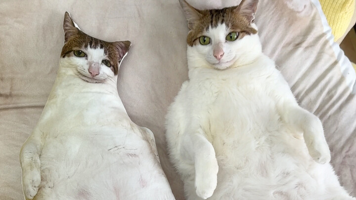 Chào mọi người! Chính thức giới thiệu chú mèo của mình nhé!