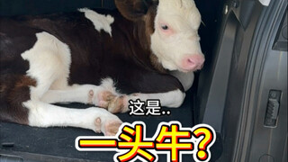 لماذا توجد بقرة واحدة؟