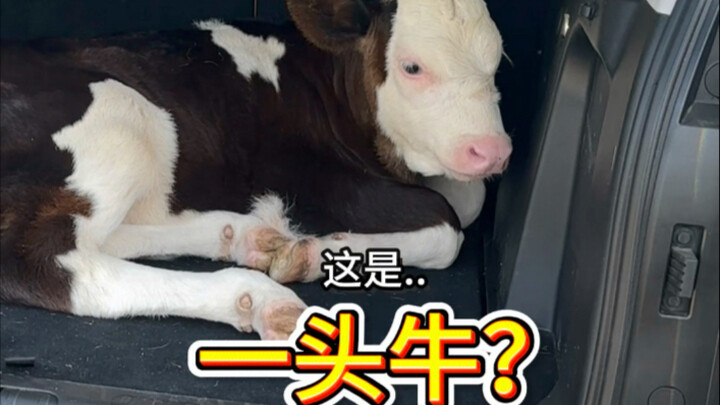 لماذا توجد بقرة واحدة؟