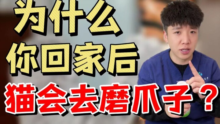ทำไมเมื่อคุณกลับถึงบ้าน แมวถึงไปลับเล็บ?