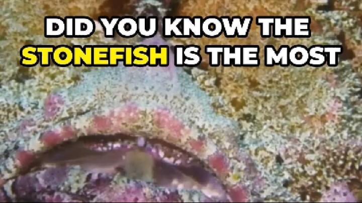 Stonefish: Ocean’s Most Venomous Fish