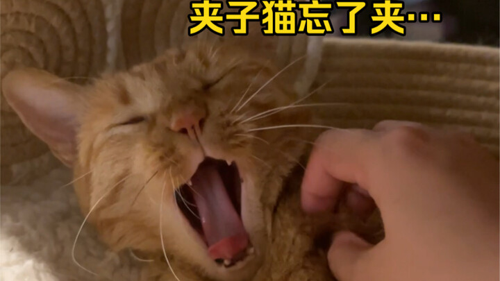 القطة الصغيرة استيقظت بسرعة كبيرة، ونسيت أن تُثبِّت...