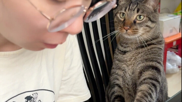 Kucing sulung tunggal Li Abao meraih gelar putra mahkota, bahkan diizinkan makan bersama di meja mak