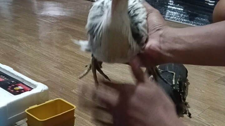 Alagang RedGold Vitamin B12