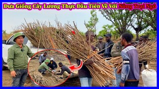 Đông Paulo || Đưa Giống Cây Lương Thực Đầu Tiên Về Với Nông Trại Ngô