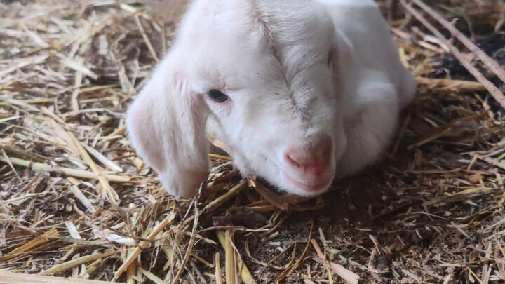 [Animal] The Delicate Voice of a Lamb
