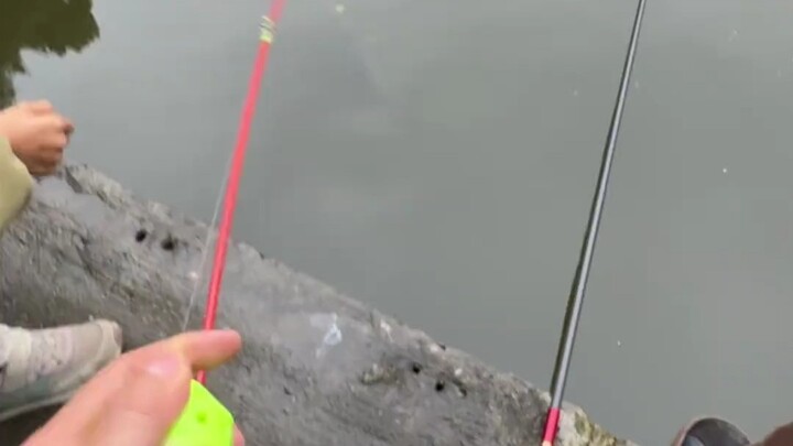 لا أحد يستطيع مقاومة إغراء أعواد الجبن #دورة تربية صيادة نسائية# توصيات الطُعم#أعواد الجبن#مع أبي إل