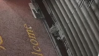 Stupid Cat TV: Self-Love