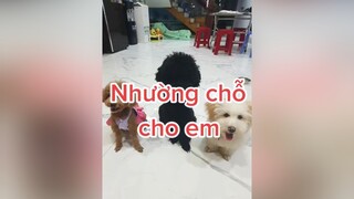 Hạt Dẻ làm chị thiệt thòi quá cô chú ơi 😅 HatDe TeamHatDe MeDen TeamMeDen ThangMeDen  dogtraining pet 멍멍이 강아지 thucung