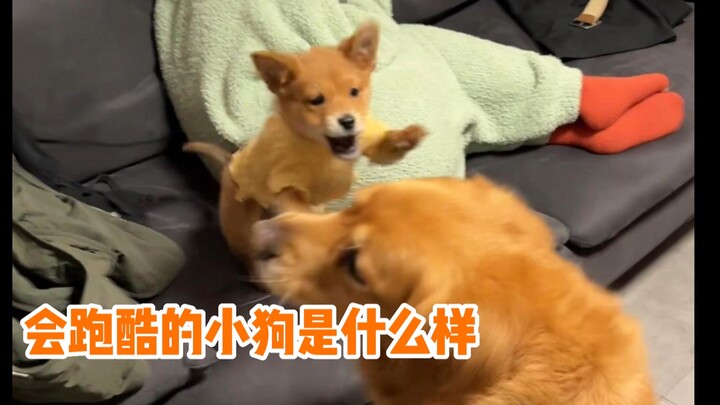 A person’s底线 means nothing in front of a cute puppy.
