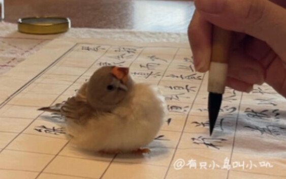 นกไข่มุก: กลับสู่ดาวนกแล้ว ขอบคุณทุกคนที่ชื่นชอบมาโดยตลอดนะคะ