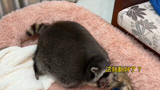 When the meerkat teaches the raccoon to do somersaults... I'm really not laughing! #Raccoon #Meerkat