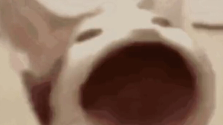 แมวตัวนี้ทำไมเคลื่อนไหวทีละเฟรม ตอนเช้าเรียก บ่ายถึงจะมา ฮ่าๆๆ