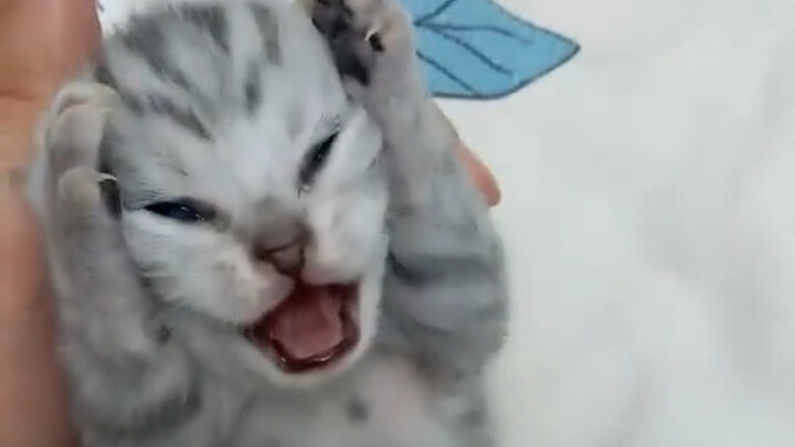 Kucing kecil, itu ponsel pribadimu