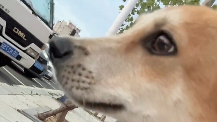 น่าสงสารเจ้าตูบ พอตัดเชือกหูมันก็ตั้งขึ้นทันที