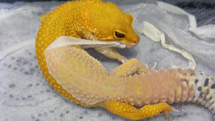 Five-star little gloves~