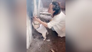 Nhỏ mà lì :)) Theo dõi  xem video cún yêu nha meo meocute yeumeo yeudongvat dethuong anuong cunyeu