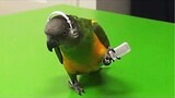 Smart Parrot Talking - Funny Parrot Video 2020 | Pets Island