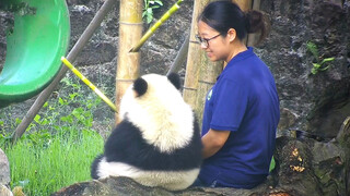 ลูกแพนด้าน้อยกับแม่นมนั่งอยู่ข้างกัน ภาพวิวข้างหลังน่ารักสุด ๆ