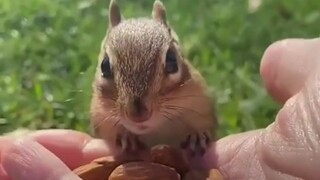 This chipmunk can understand what its human friends say and even get jealous. It’s so cute!