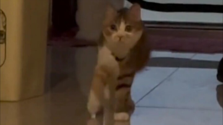 Kucing kecil yang berbaris dengan langkah tegap, meski sudah sembuh pun tetap meneteskan air liur