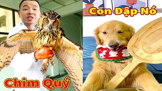 Thú Cưng TV | Tứ Mao Đại Náo #78 | Chó Golden Gâu Đần thông minh vui nhộn | Pets cute smart dog